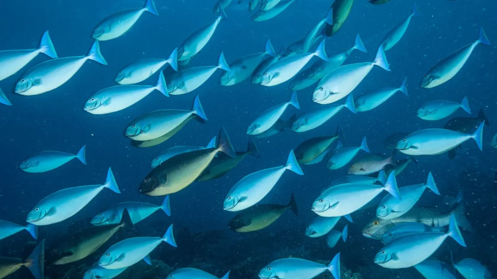 ocean-warming-fisheries-1024x576 Últimas